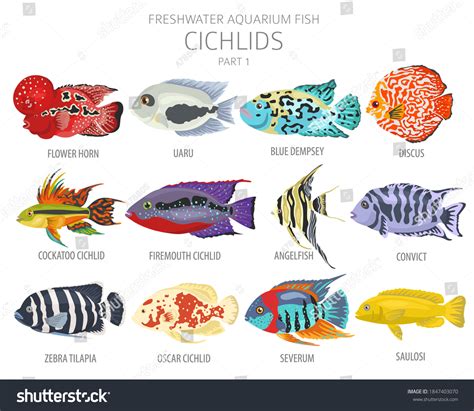 Cichlid Fish