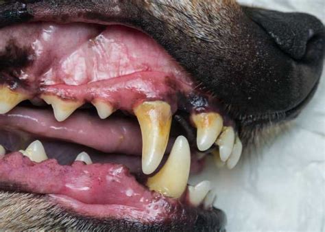 Healthy vs Unhealthy Dog Gums – Dog Tips Home