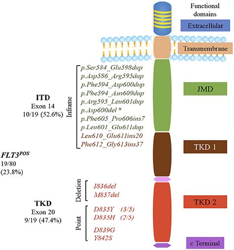 Frontiers | Profiling FLT3 Mutations in Mexican Acute Myeloid Leukemia Pediatric Patients ...