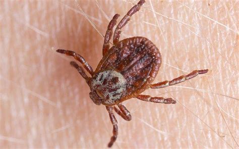 Most Common Ticks In South Carolina | Helpful Guide To Common Ticks