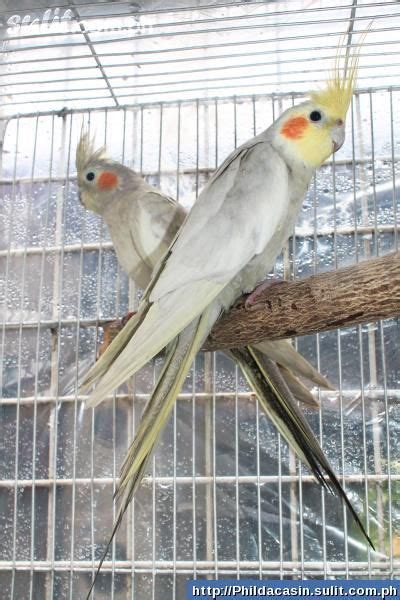 Cockatiel Mutations