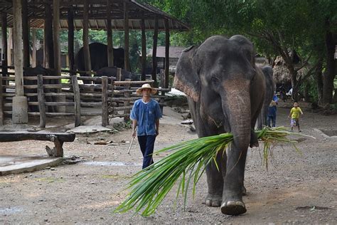 Camp, Elephants, Elephant, Thailand, camp elephants, caregiver elephant, animals, caregiver ...