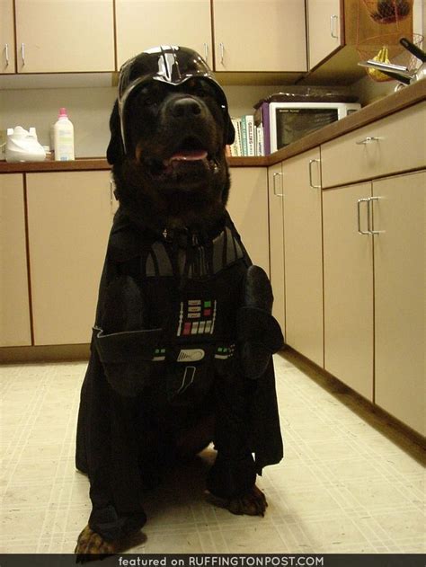 Here is an epic costume for any Rottweiler. Rott Vader! Such a funny ...