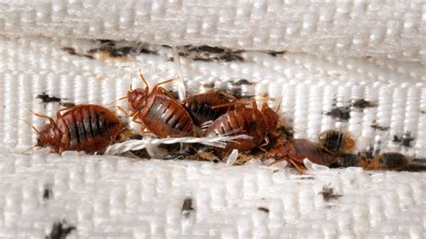 How to Get Rid of Bed Bugs on Mattress: Proven Solutions