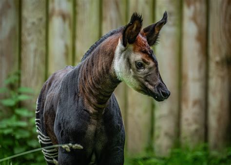 A rare 'highly endangered' giraffe zebra hybrid has been born at ...