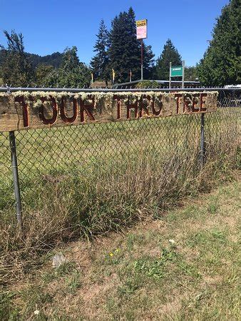 Tour-Through Tree (Klamath) - 2019 All You Need to Know BEFORE You Go (with Photos) - TripAdvisor