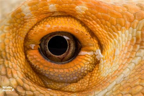 Bearded Dragon's Third Eye: Anatomy And Purpose Explained