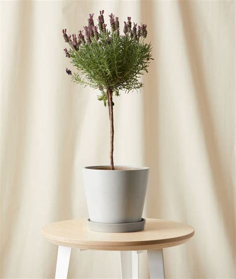 How to care for your lavender plant indoors | Livingetc