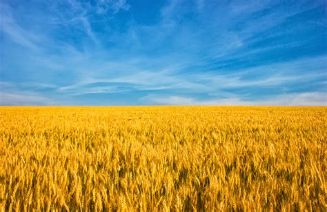 Golden Wheat Field With Blue Sky In Background Stock Photo - Download Image Now - iStock