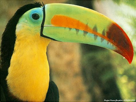 Toucan