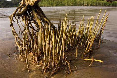 Mangrove Tree And Roots Photograph by Matthew Oldfield/science Photo Library - Pixels Merch