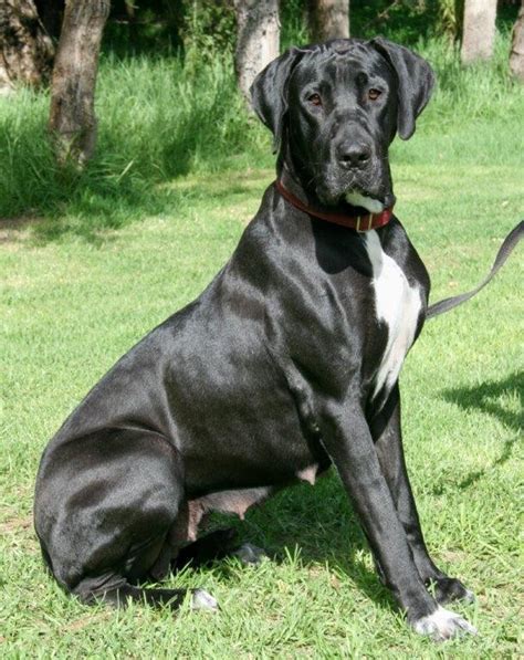 Top 15 Great Dane Mix Breeds Dog World - Photos All Recommendation