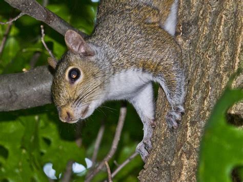 Tree Squirrels - Facts & Behavior Information