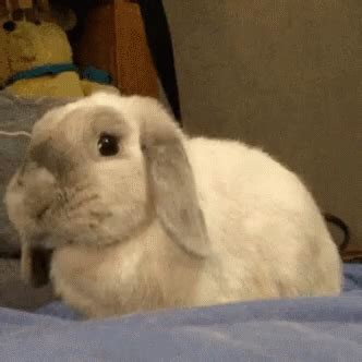 Bunny Sniffing GIF - Bunny Sniffing - Discover & Share GIFs