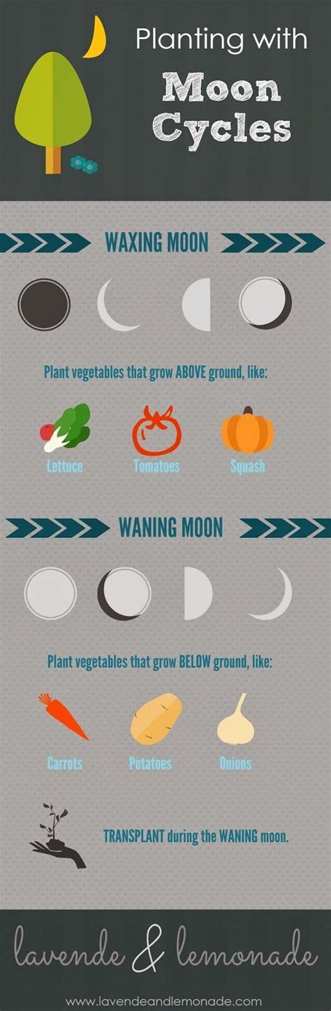 Planting with Moon Cycles | Permaculture, Organic gardening tips, Biodynamic gardening