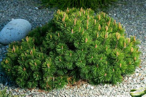 40 Species of Pine Trees You Can Grow