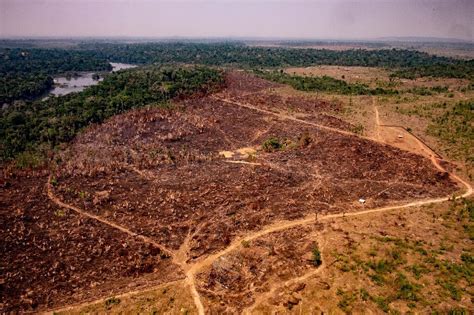 Amazon deforestation for January hits record