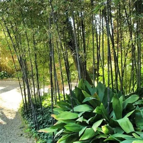 Bamboo Identification | Environet