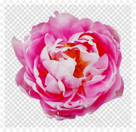 Awesome Rose Pink Flower Transparent Image Ampamp Rose, Flower, Plant, Blossom HD PNG Download ...