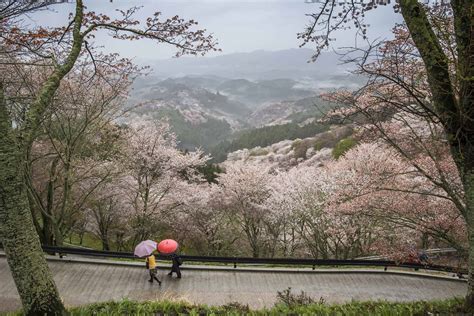 Nara, Japan | Definitive guide for senior travellers - Odyssey Traveller