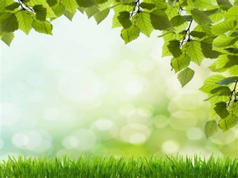 green grass and leaves with sunlight in the background