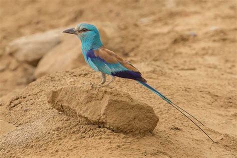 Birds of Saudi Arabia: Wadi Juwwah