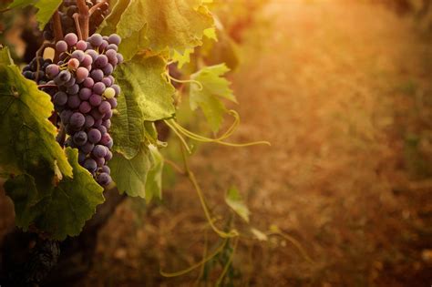 Grapes Wallpapers - Top Free Grapes Backgrounds - WallpaperAccess