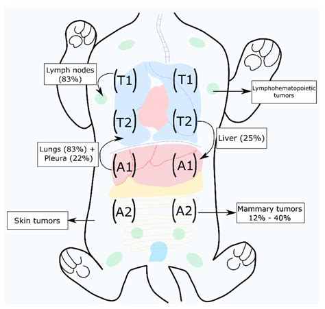 Veterinary Sciences | Free Full-Text | Emerging Biomarkers and Targeted Therapies in Feline ...