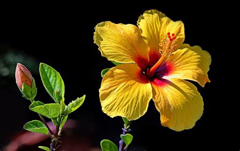 Download Yellow Flower Close-up Flower Nature Hibiscus HD Wallpaper