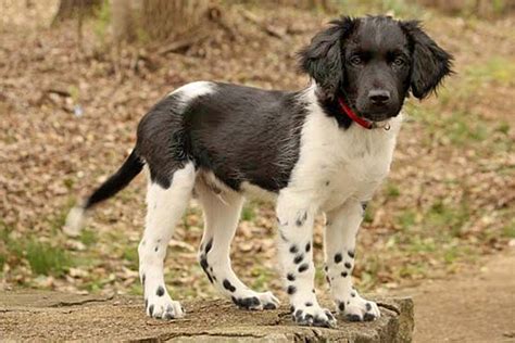 Stabyhoun Dog Breed Information - American Kennel Club | Dog breeds, Rare dogs, Cute dogs