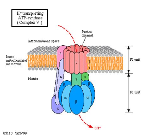 biochemistry - Is ATP Synthase a channel or an enzymatic protein? - Biology Stack Exchange