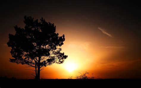 Silhouette photo of tree of life overseeing orange sunset HD wallpaper ...