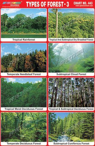 Pin on Types of forests | Types of forests, Natural resources ...