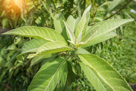 Manfaat Daun Sembung untuk Kesehatan dan Resep Herbalnya