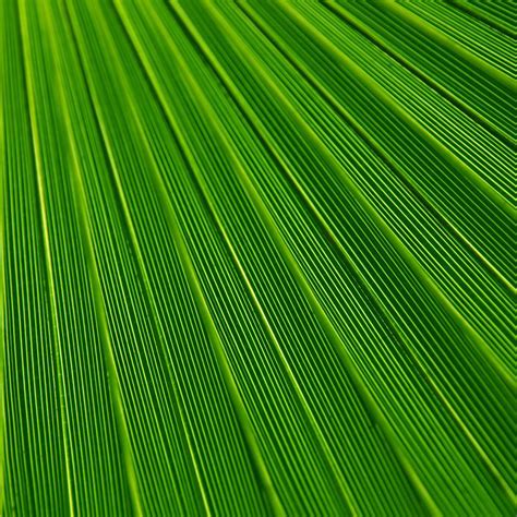 Leaf Green Surface Texture Nature Pattern iPad Wallpapers Free Download