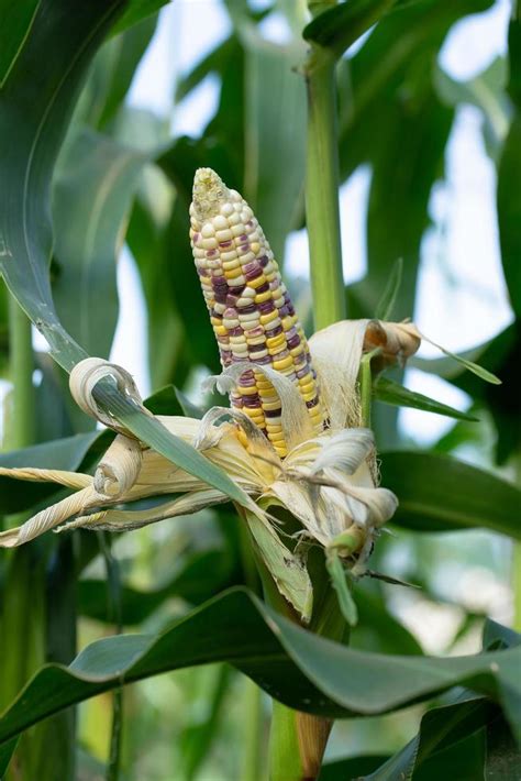 Yellow corn in green leaves on a farm field 2686951 Stock Photo at Vecteezy