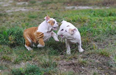 Two English Bulldog Puppies Playing on the Lawn Stock Image - Image of ...