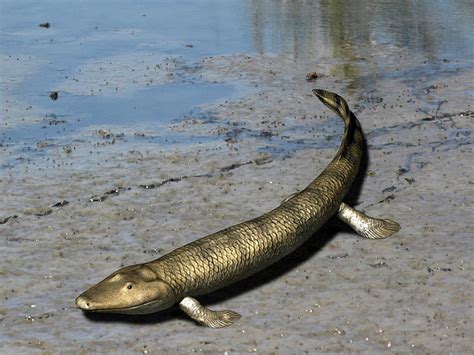 Tiktaalik Is An Extinct Lobe-finned Photograph by Nobumichi Tamura