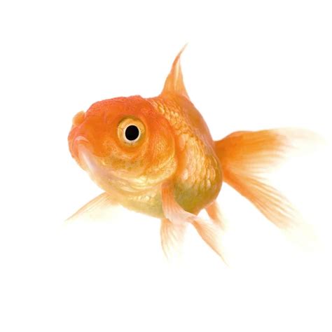 Goldfish on white - front view — Stock Photo © yoka66 #2170520