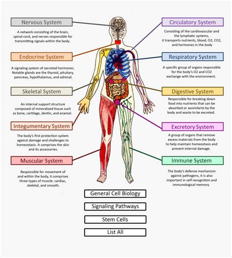 Human Body Systems Diagram