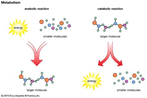 Metabolism Catabolism Anabolism | PuPe_So_Sweet