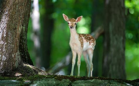 Rainforest animals. animal of a young deer in, Cute Forest Animal HD wallpaper | Pxfuel