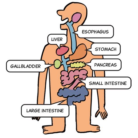 Digestive System Animation For Kids | Kids Matttroy