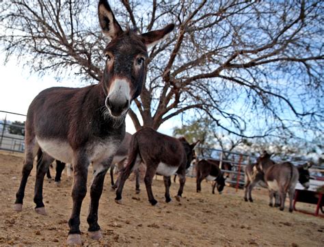 Mark Meyers a Top 10 CNN Heroes Finalist for donkey rescue