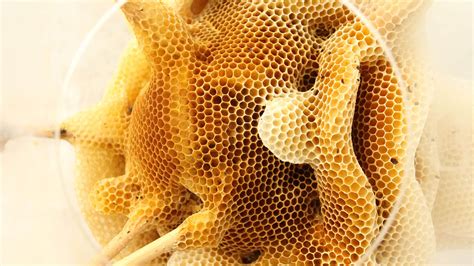 Amazing honeycomb sculptures made with the help of bees | Daniel Swanick