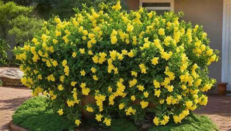 South Carolina State Flower: Yellow Jessamine, Meaning and Symbolism