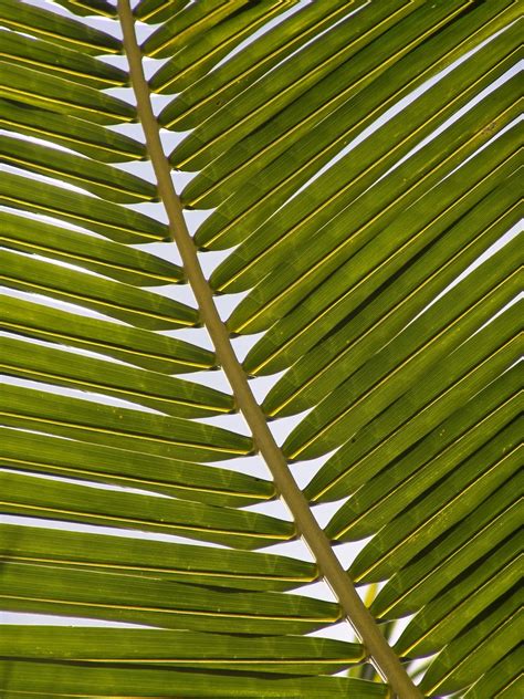 Free Images : branch, lawn, palm tree, sunlight, flower, line, green, tropical, botany, frond ...