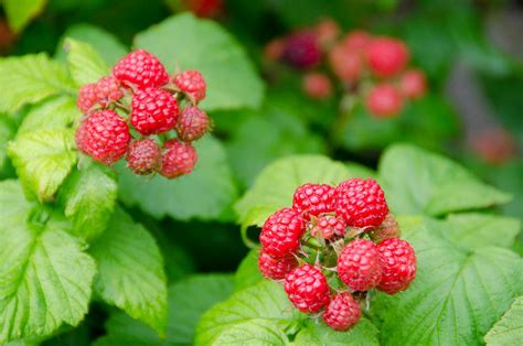 Pruning Raspberry & Blackberry Plants