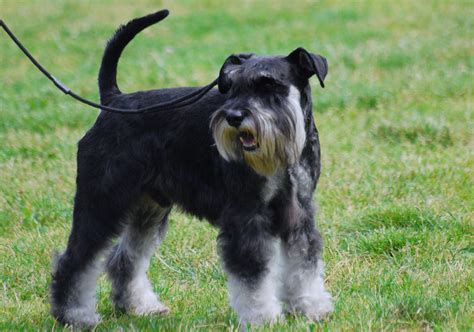 File:Miniature Schnauzer R 06.JPG - Wikimedia Commons