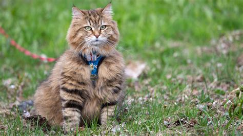 How to Leash Train a Cat: Step by Step | Purina